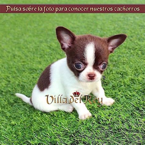 chihuahua en malaga|Chihuahua cachorros en venta .